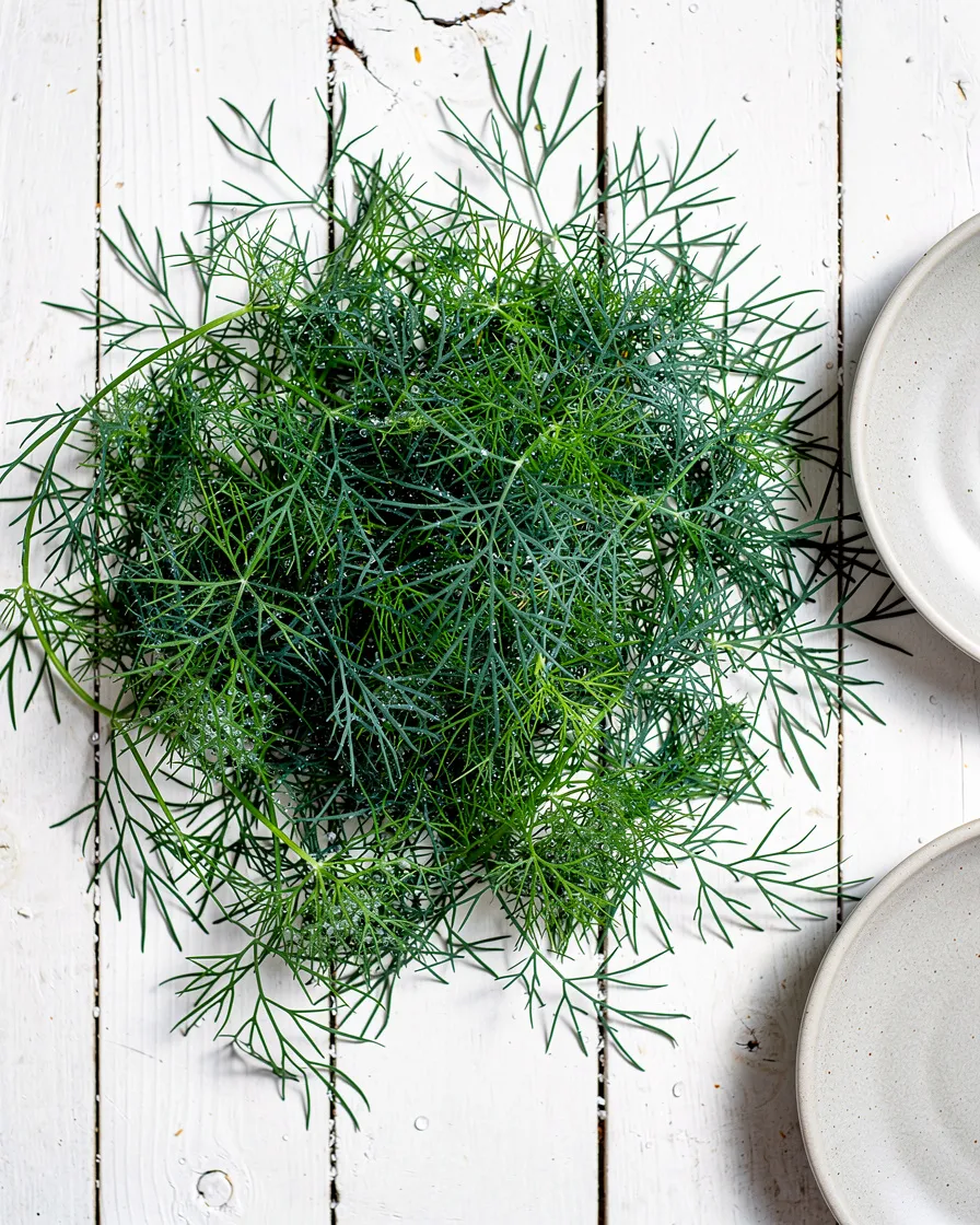 Loose dill leaves, close up